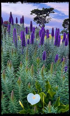 LUPINE IN BLOOM