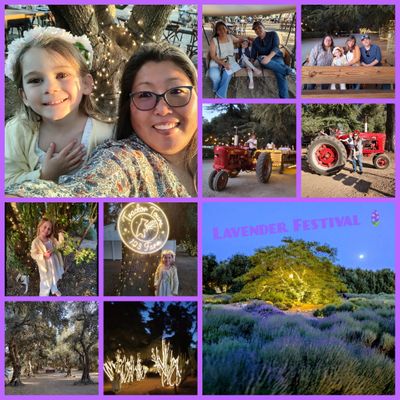 LAVENDER FESTIVAL🪻