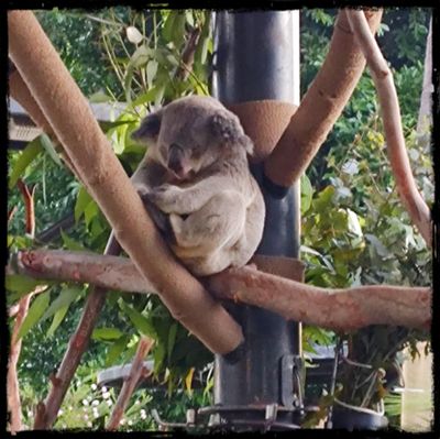 DOZING KOALA 