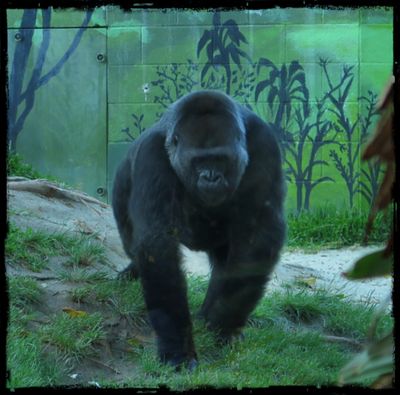 THRILLA GORILLA