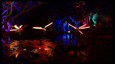 NEON DRAGONFLIES 