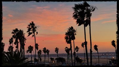 SANTA MONICA SUNSET PALMS