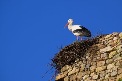 _Z911054.jpg