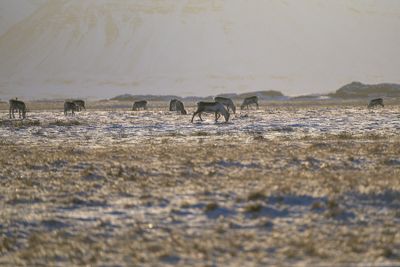 _Z810447.jpg