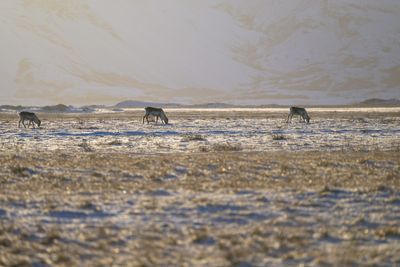_Z810454.jpg