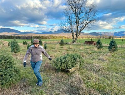 Getting a Christmas tree (12/6/2023)