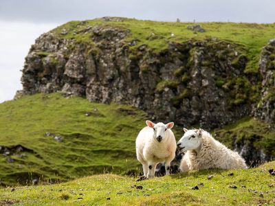 Sheep on the Treshnish Coast walk (7/5/2024)