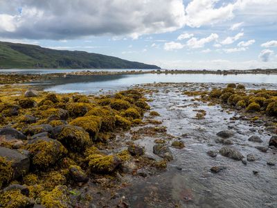 Harbour, Moy Castle, Loch Buie (7/6/2024)