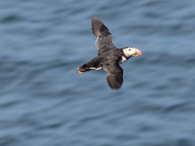 Puffin, Lunga (7/9/2024)
