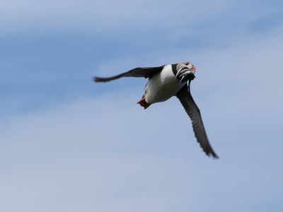 Fish, incoming (7/9/2024)