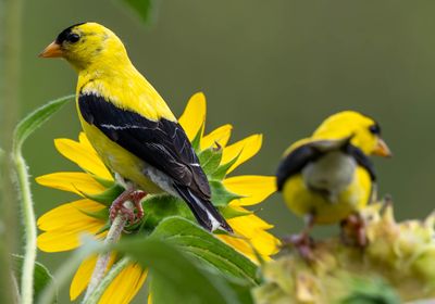 Birds and Other Beasties Gallery