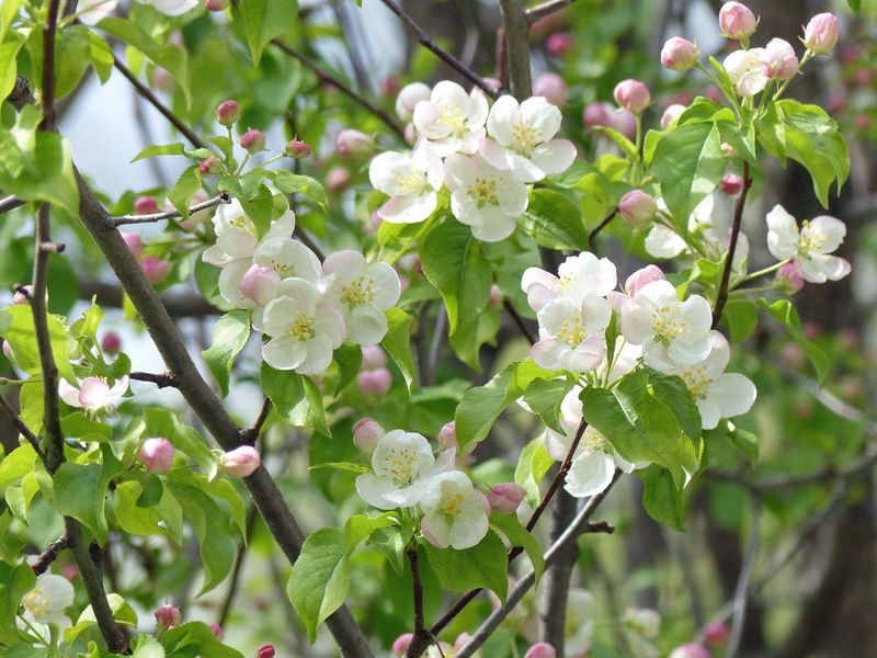 8 May Apple blossoms