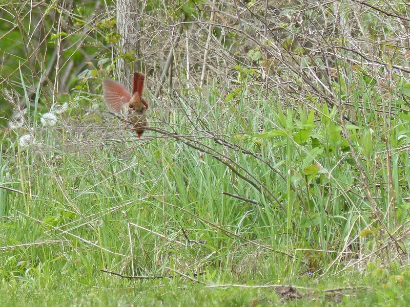 Cardinal landing