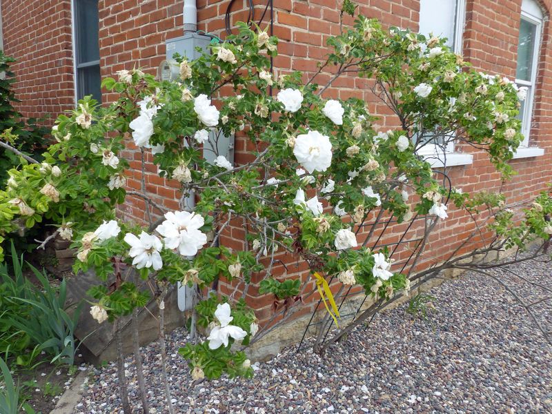 3 Jun Maralees rose bush
