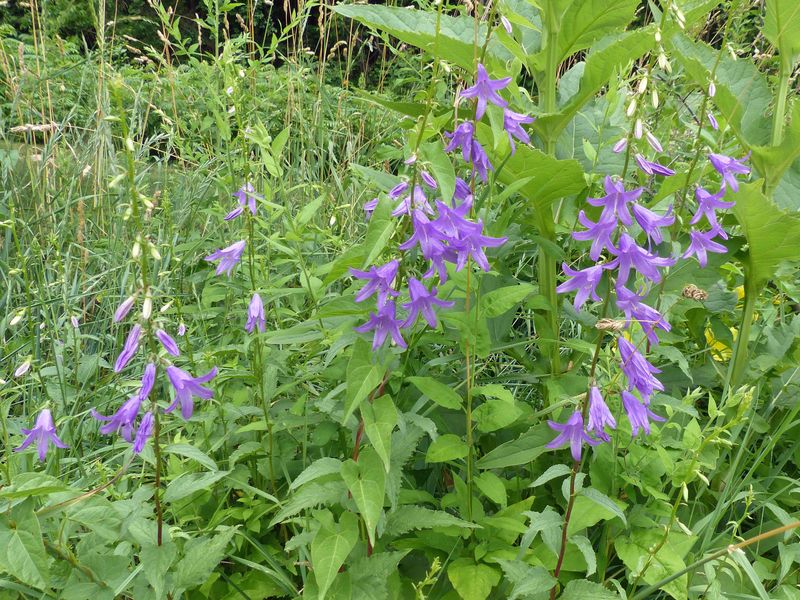 1 Jul Purple I dont Nose