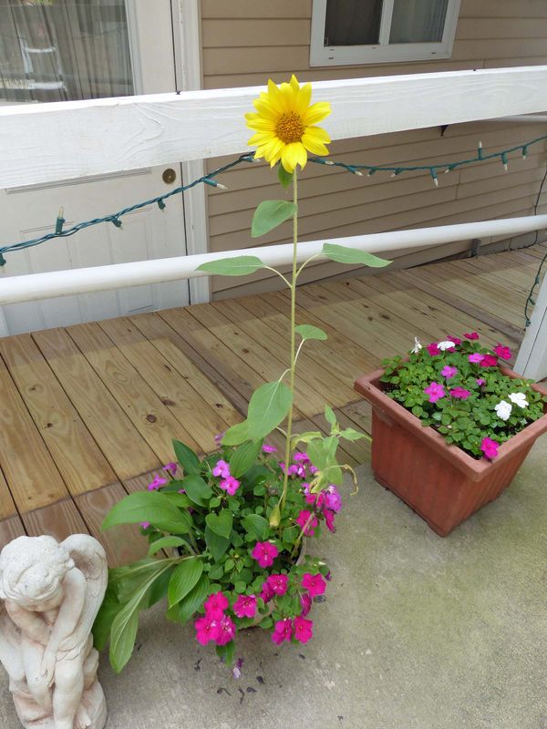 2 Aug Volunteer sunflower 