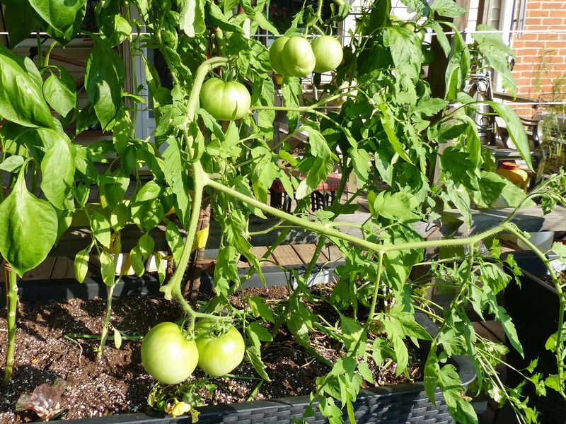 14 Aug More tomatoes on the vine