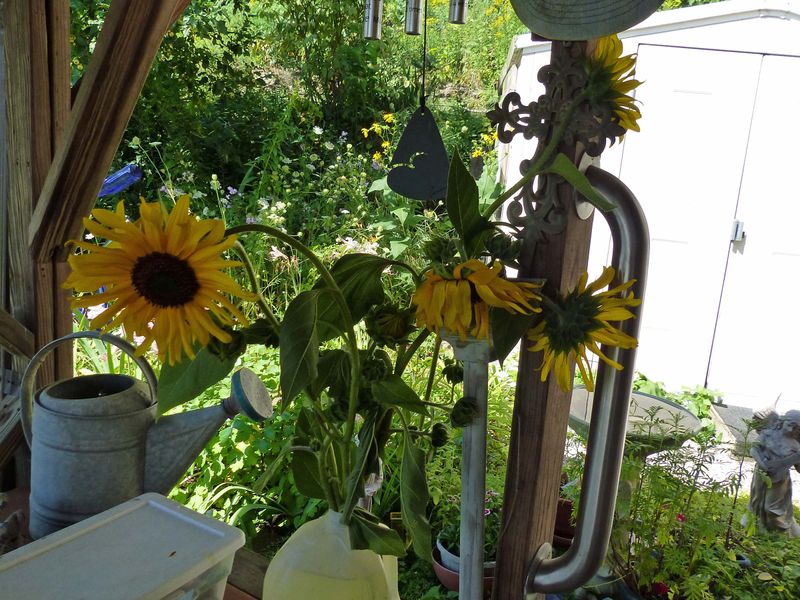 17 Aug Whats left of the sunflowers