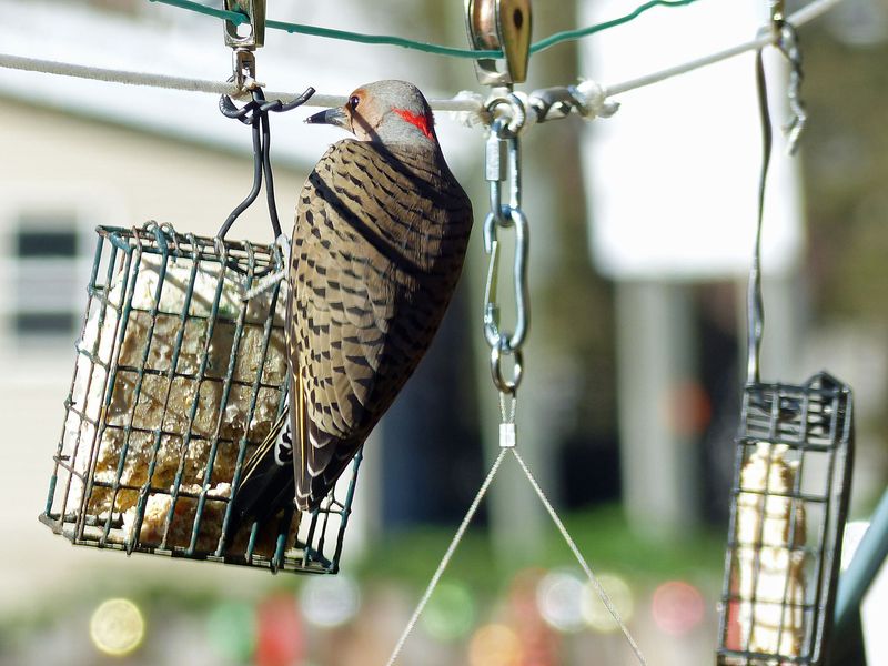 22 Nov Northern Flicker