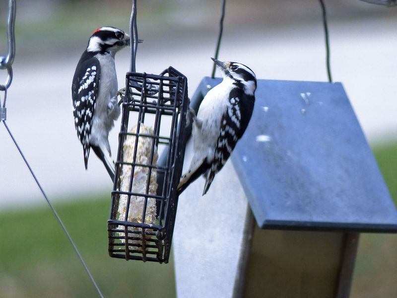 26 Nov Downy Woodpeckers