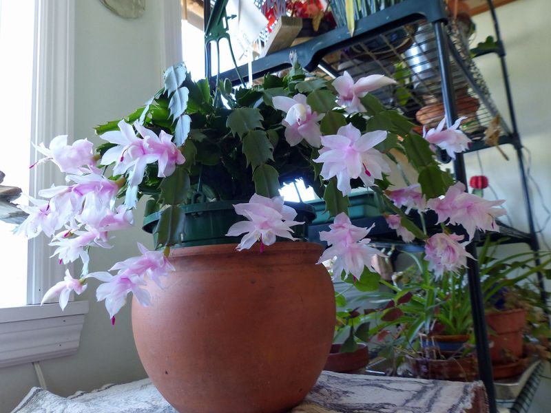 17 Apr Multiple blooms