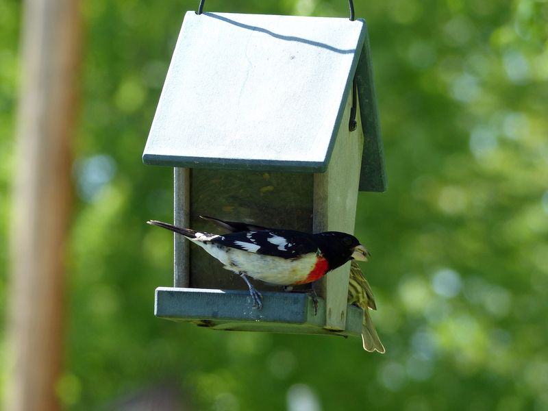 11 May Patriotic bird at the feeder