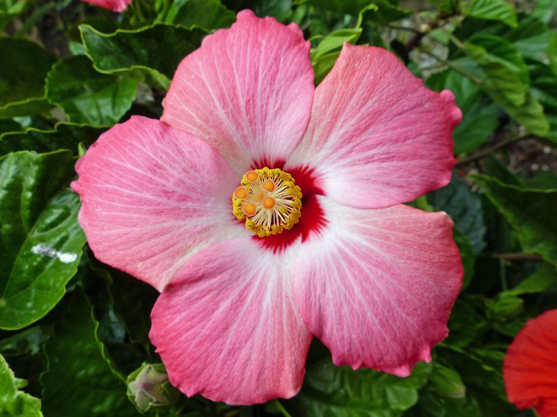 9 Jun Pink hibiscus