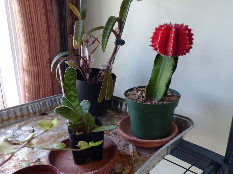 2 Jul Moon cactus