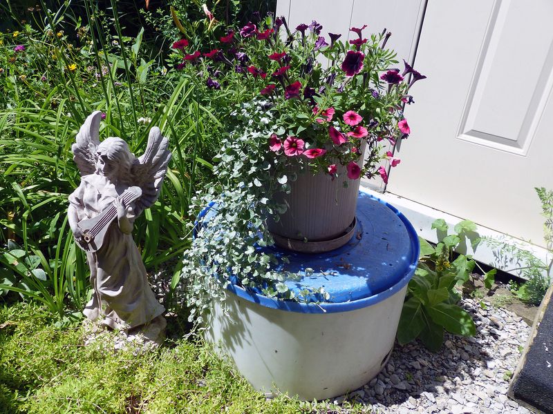 27 Jun Petunias and Silver Falls