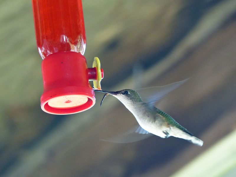 2 Sep Hummingbird