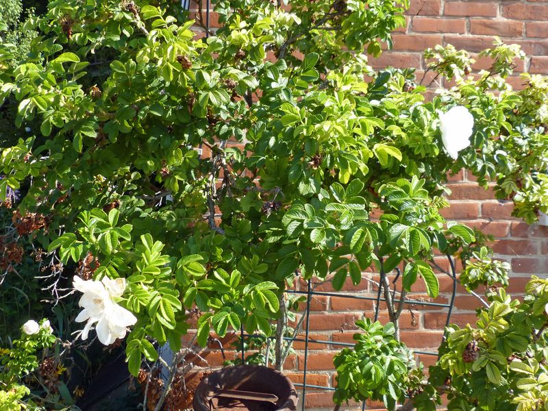 24 Sep Rose of Sharon