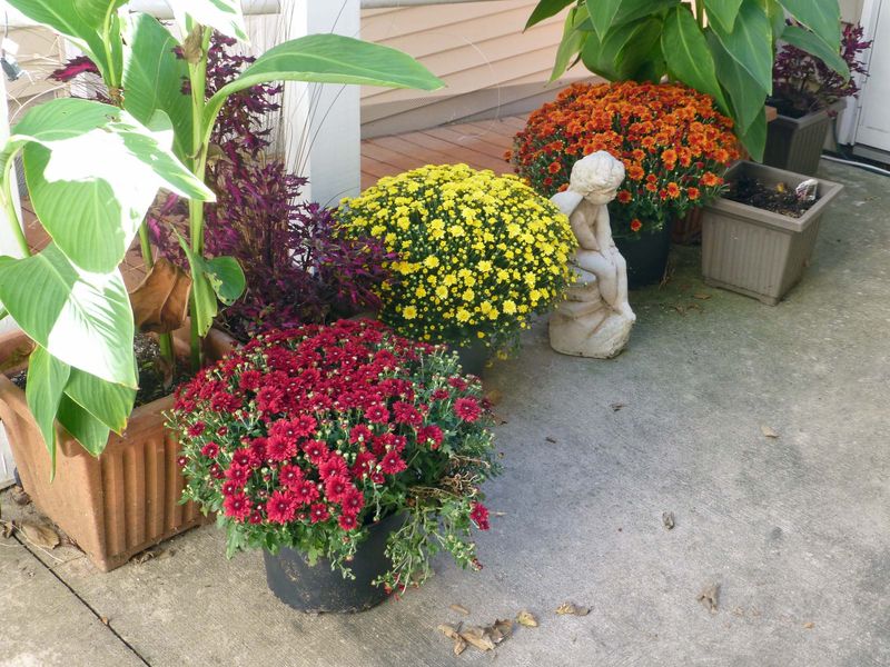 28 Sep Chrysanthemums