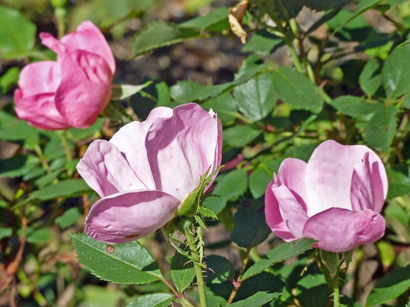 3 Oct Fall flowers in the garden
