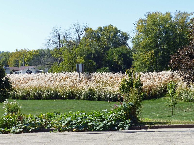 14 Oct Pompous grass