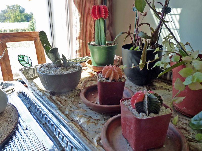 15 Oct Cactus corner