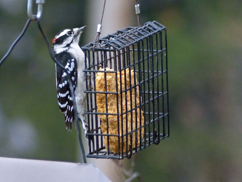 Woody chowing down