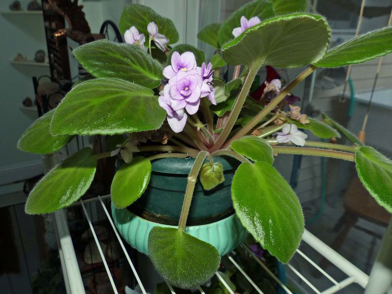 30 Dec Violet