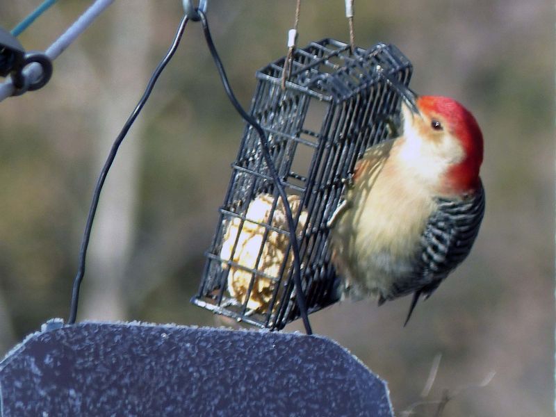 9 Jan Downy chowing down