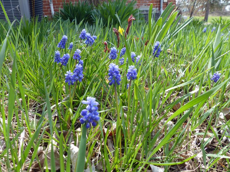 17 Apr Grape hyacinth