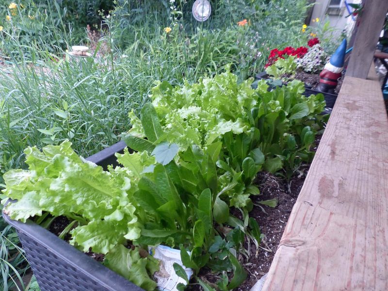 18 Jun The lettuce crop