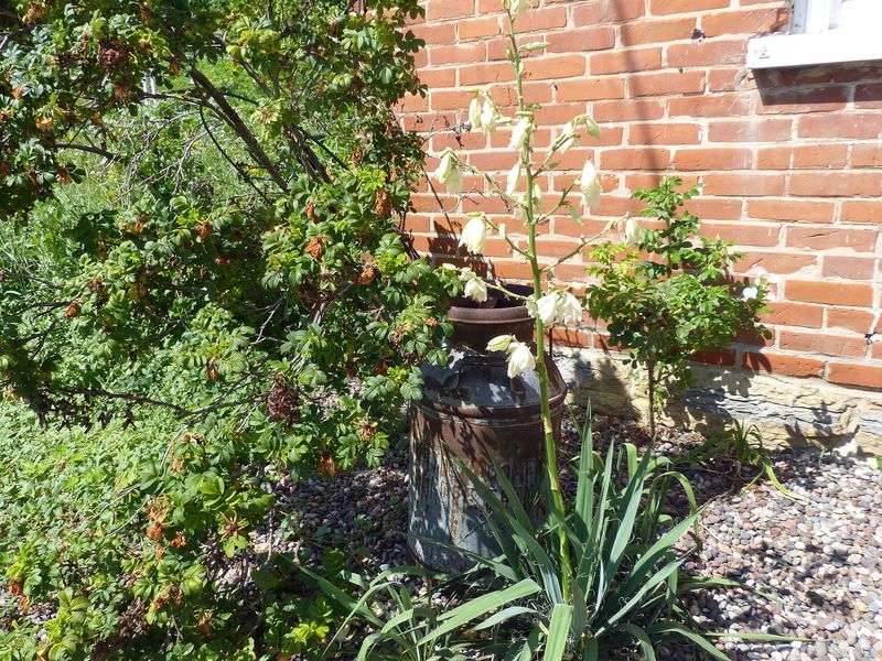 29 Jun Maralees Yucca