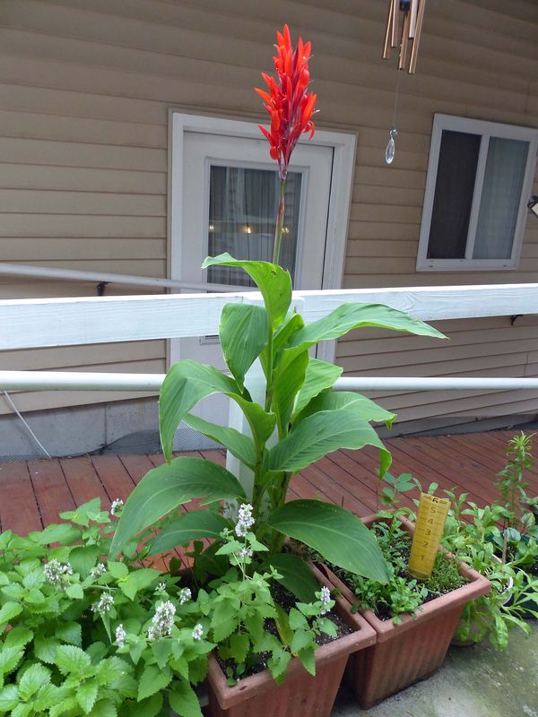 30 Jul Canna lily