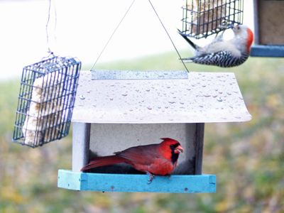 9 Nov Mr Cardinal and Woody chowing down