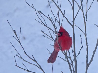 01 Jan Mr Cardinal in a tree wishing all a Happy New Year!