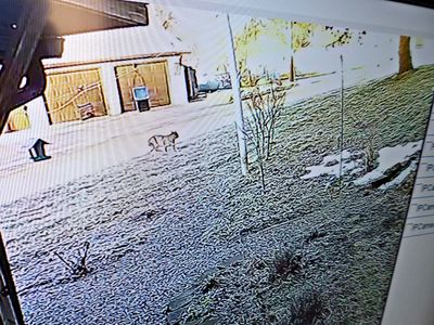 10 Jan A Bobcat came over