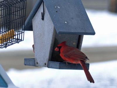 24 Jan Cardinal