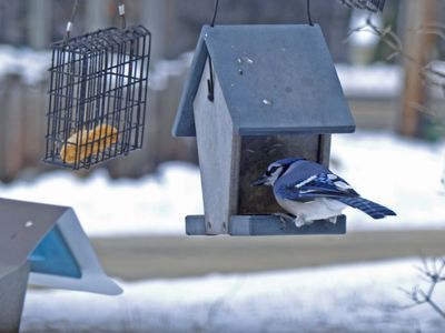 28 Jan Blue Jay