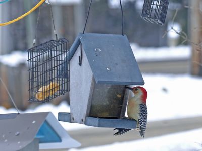 26 Jan Red-bellied woodpecker