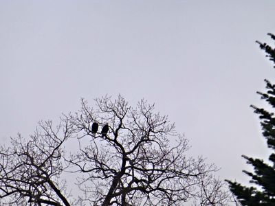 14 Feb Two Eagles