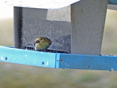 6 Mar Even the little birds gotta eat